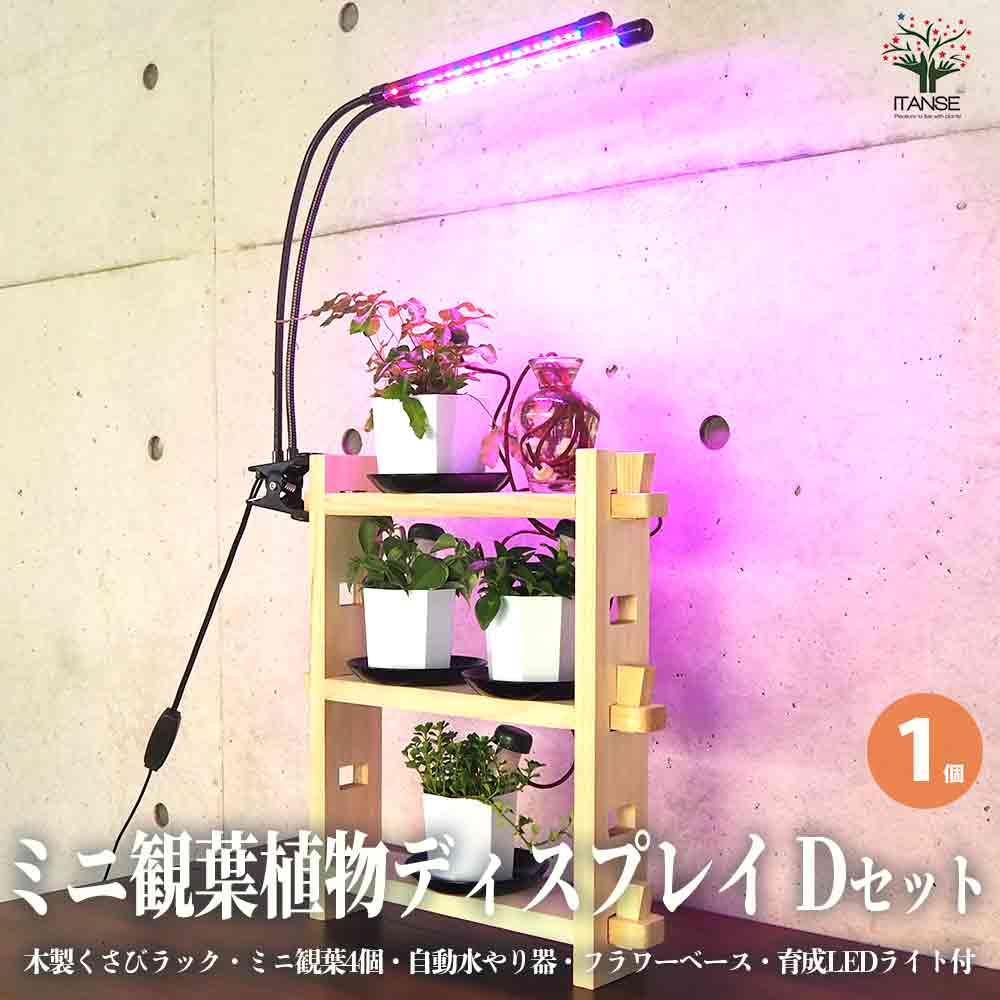 ミニ観葉植物ディスプレイ&生育棚 自動水やり器付き・木製くさびラックDセット(ミニ観葉4個付き・育成ライト付き)【資材 ／1個売り】