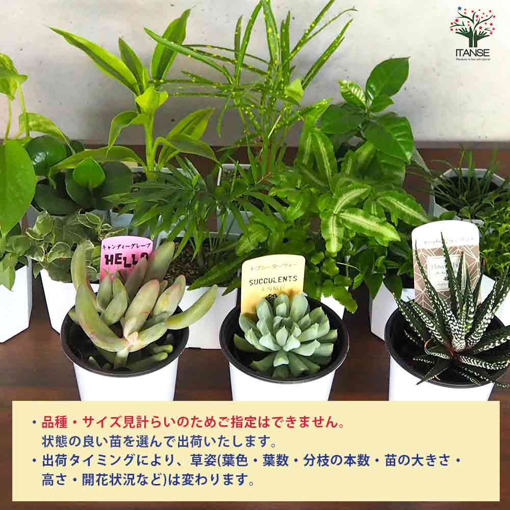 ミニ観葉+多肉植物ディスプレイ&生育棚 自動水やり器付き・木製くさび