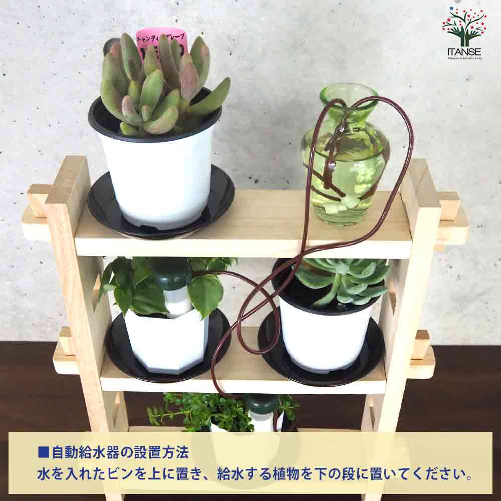 ミニ観葉+多肉植物ディスプレイ&生育棚 自動水やり器付き・木製くさび