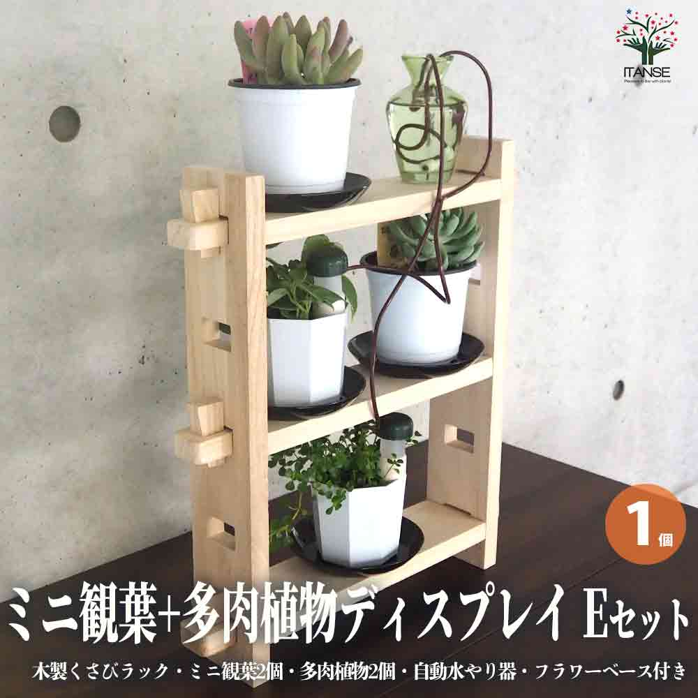 ミニ観葉+多肉植物ディスプレイ&生育棚 自動水やり器付き・木製くさびラックEセット(ミニ観葉2個、多肉植物2個付き)【資材 ／1個売り】