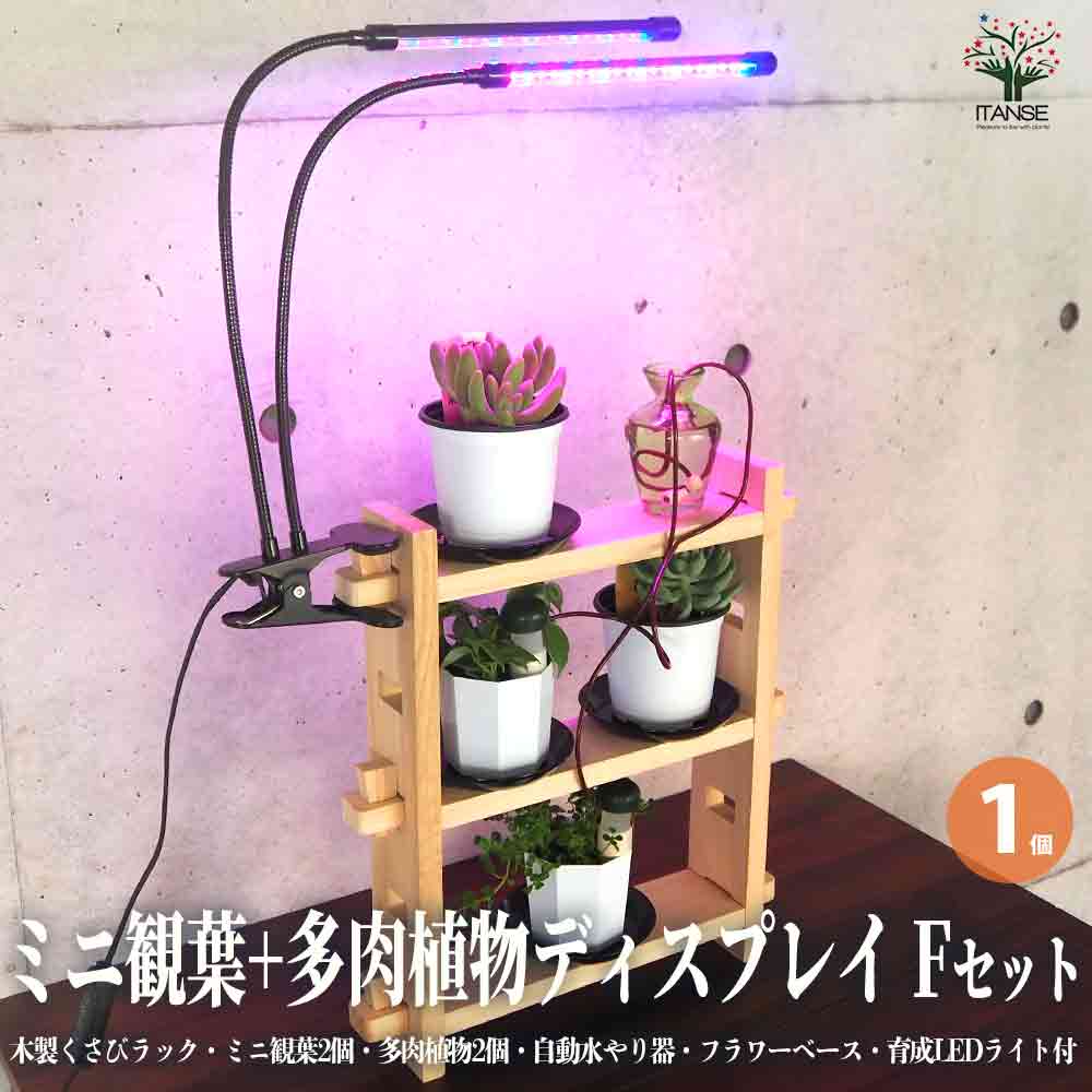 ミニ観葉+多肉植物ディスプレイ&生育棚 自動水やり器付き・木製くさびラックFセット(ミニ観葉2個、多肉植物2個付き・育成ライト付き)【資材 ／1個売り】