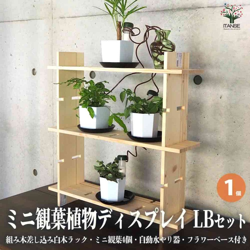 ビワの苗木 田中【果樹の苗木 12～15cmポット 1年生 接木苗／1個売り