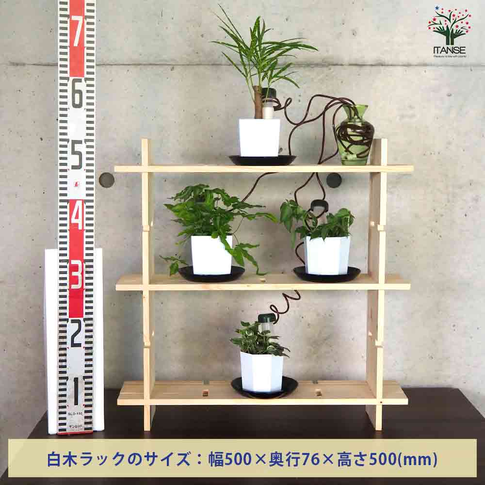 ミニ観葉植物ディスプレイ&生育棚 工具ほぼいらず!組み木差し込み白木