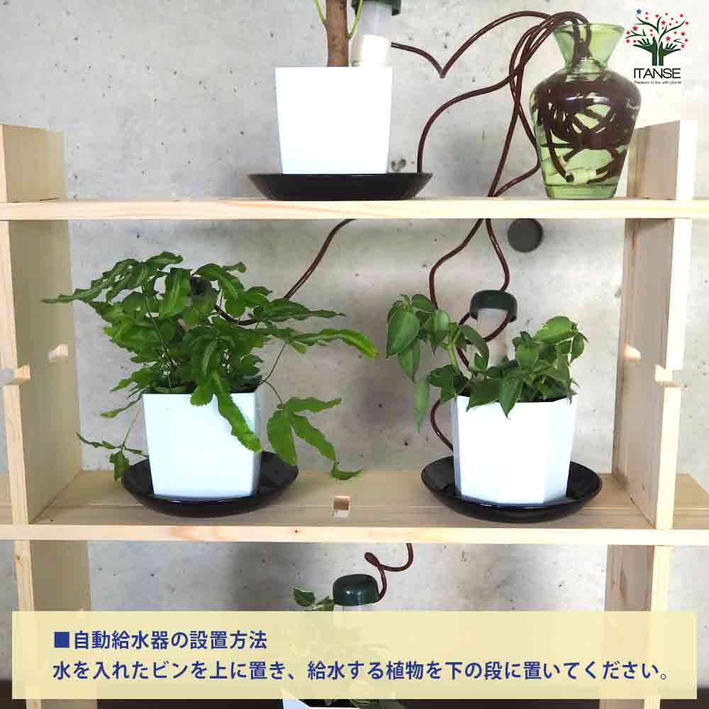 ミニ観葉植物ディスプレイ&生育棚 工具ほぼいらず!組み木差し込み白木