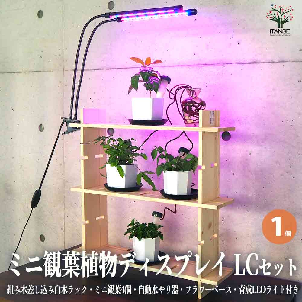 ミニ観葉植物ディスプレイ&生育棚 工具ほぼいらず!組み木差し込み白木ラック/LCセット【資材 ／1個売り】