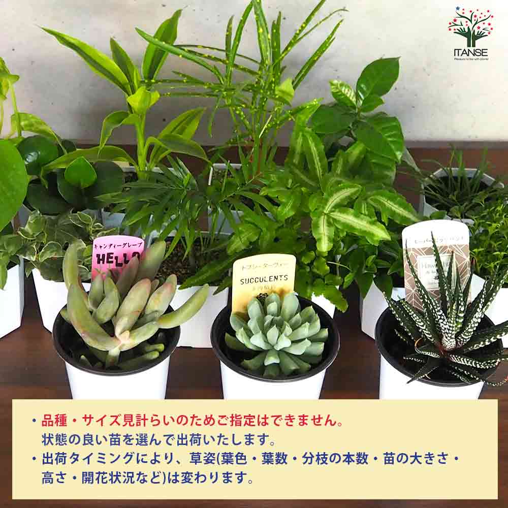 ミニ観葉植物+多肉植物ディスプレイ&生育棚 工具ほぼいらず!組み木