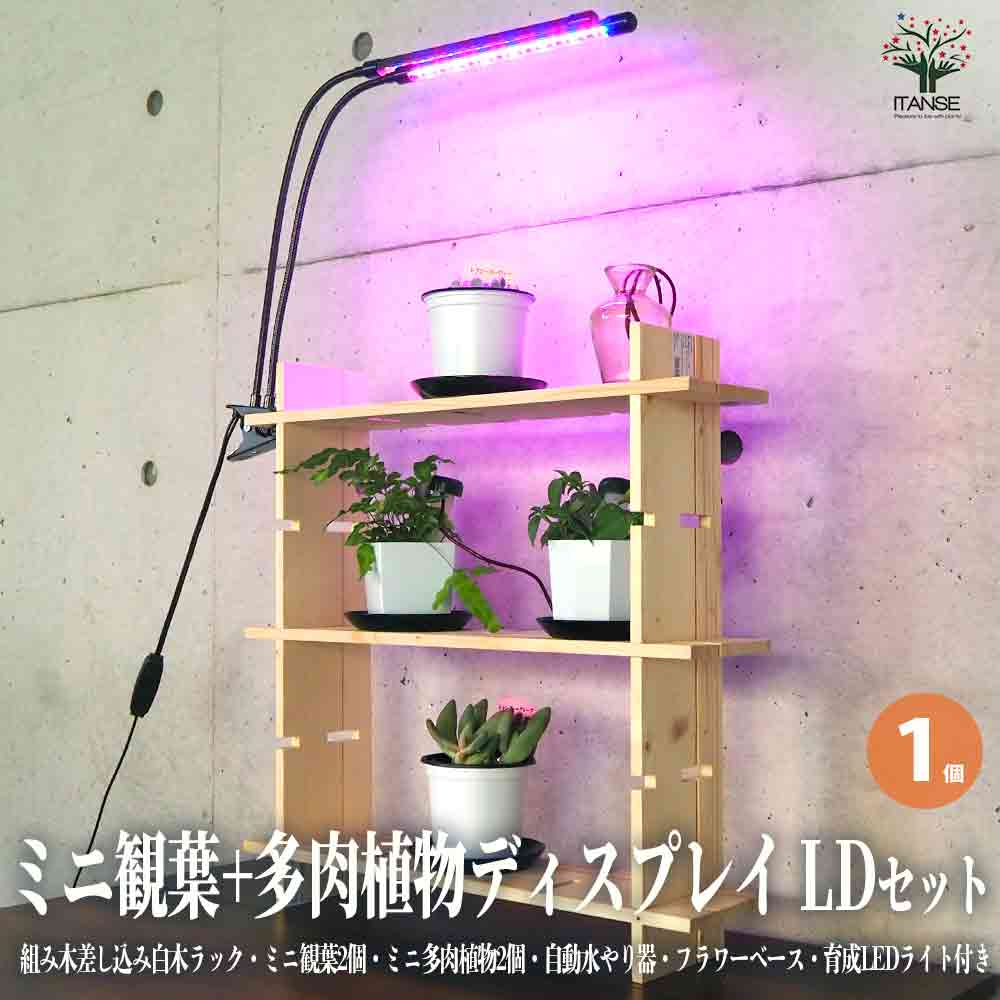 ミニ観葉植物+多肉植物ディスプレイ&生育棚 工具ほぼいらず!組み木差し込み白木ラック/LDセット【資材 ／1個売り】