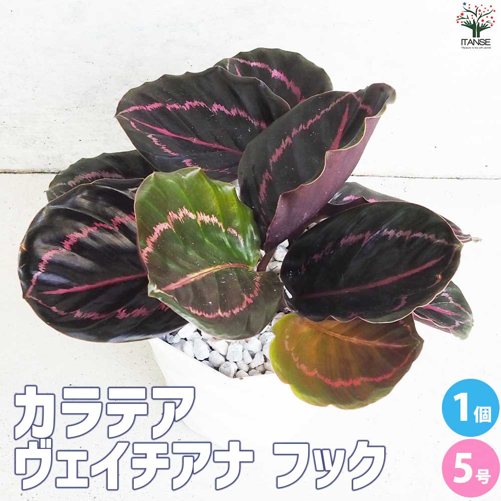 カラテア ヴェイチアナ フック【観葉植物 5号鉢／1個売り】