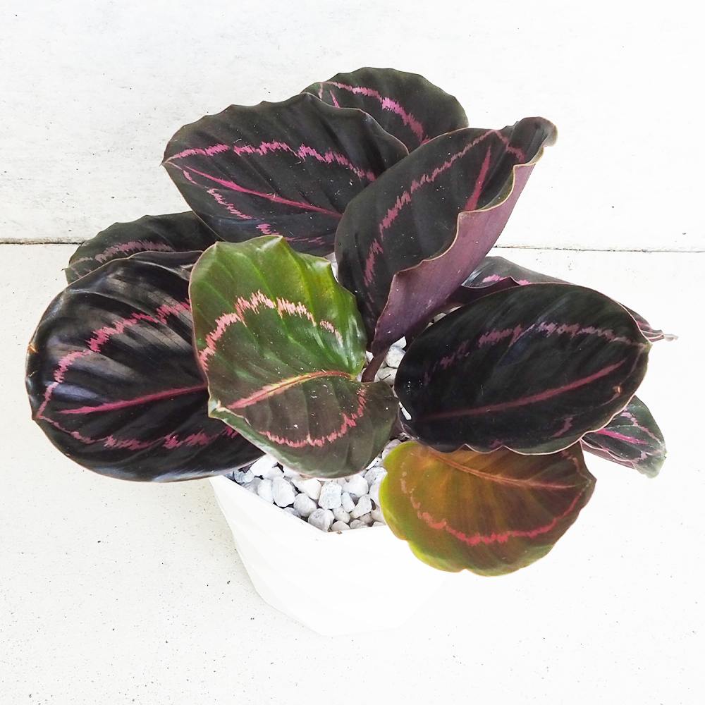 カラテア ヴェイチアナ フック【観葉植物 5号鉢／お買い得2個セット】