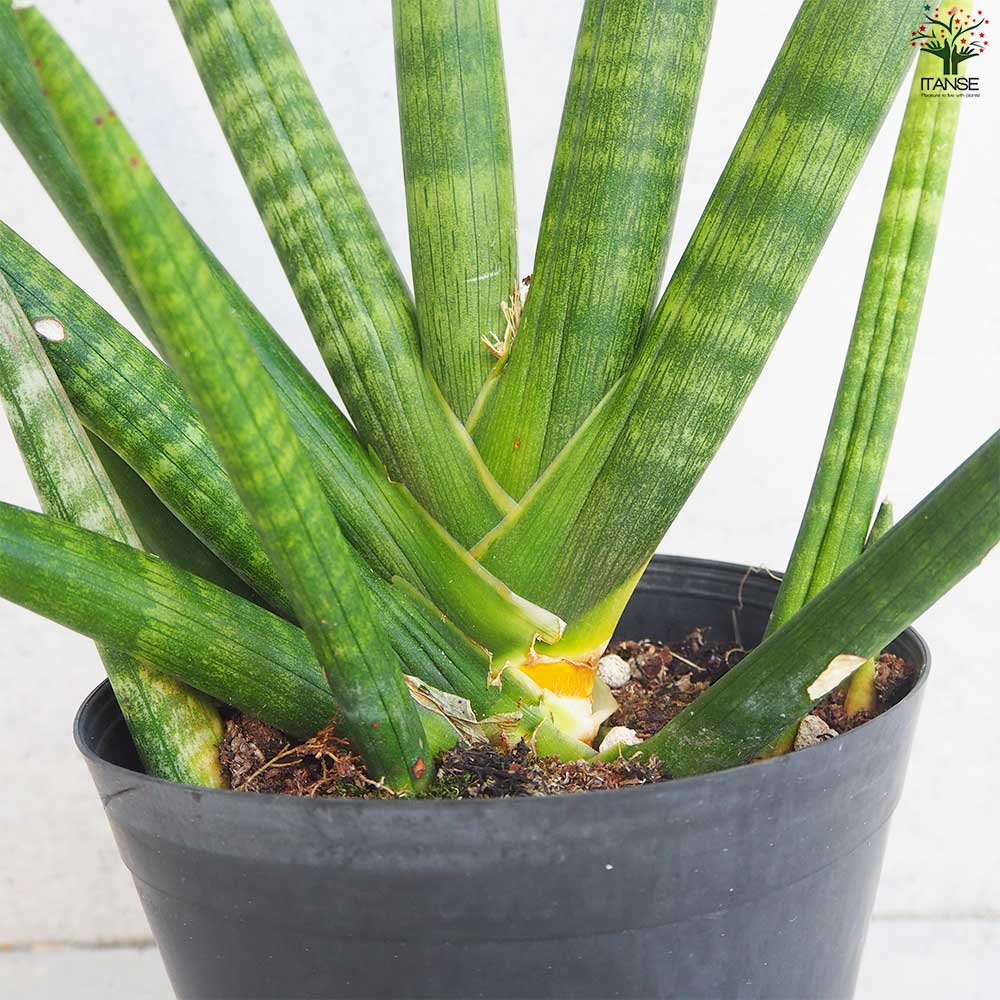 サンスベリア ボンセレンシス【観葉植物 6号鉢／1個売り】｜ 【植物の