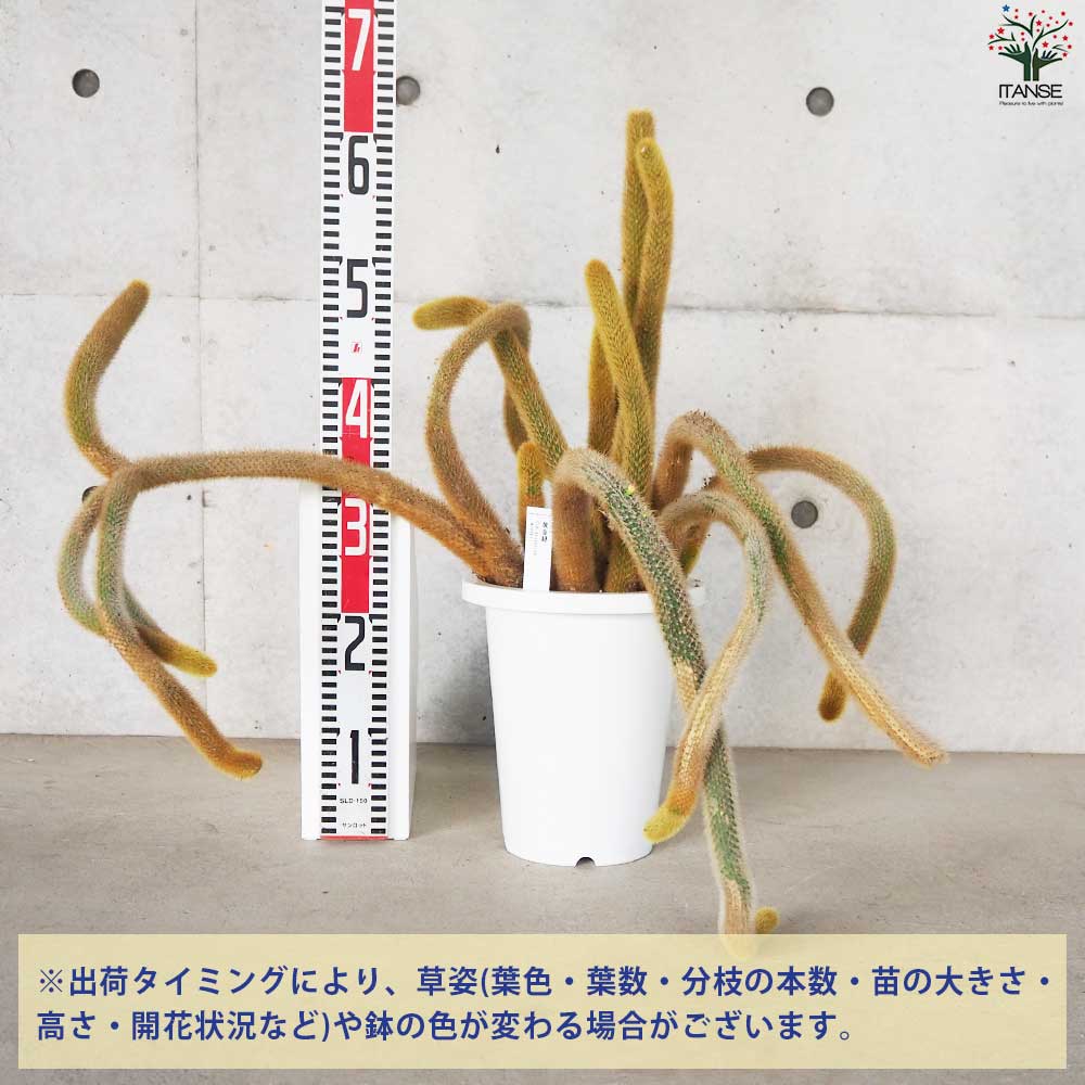 ヒモサボテン 黄金紐 オウゴンチュウ【多肉植物 7号鉢／1個売り