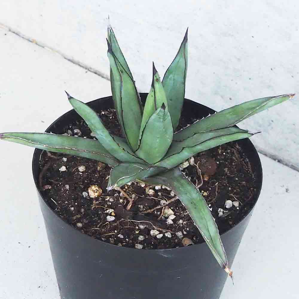 アガベ ブルーエンペラー Sサイズ【多肉植物 5号鉢／1個売り