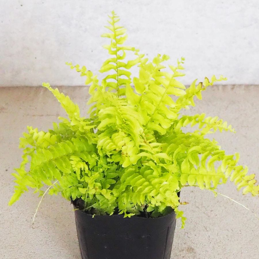 シダ ネフロレピス ホワイトタイガー【観葉植物 3号ポット】