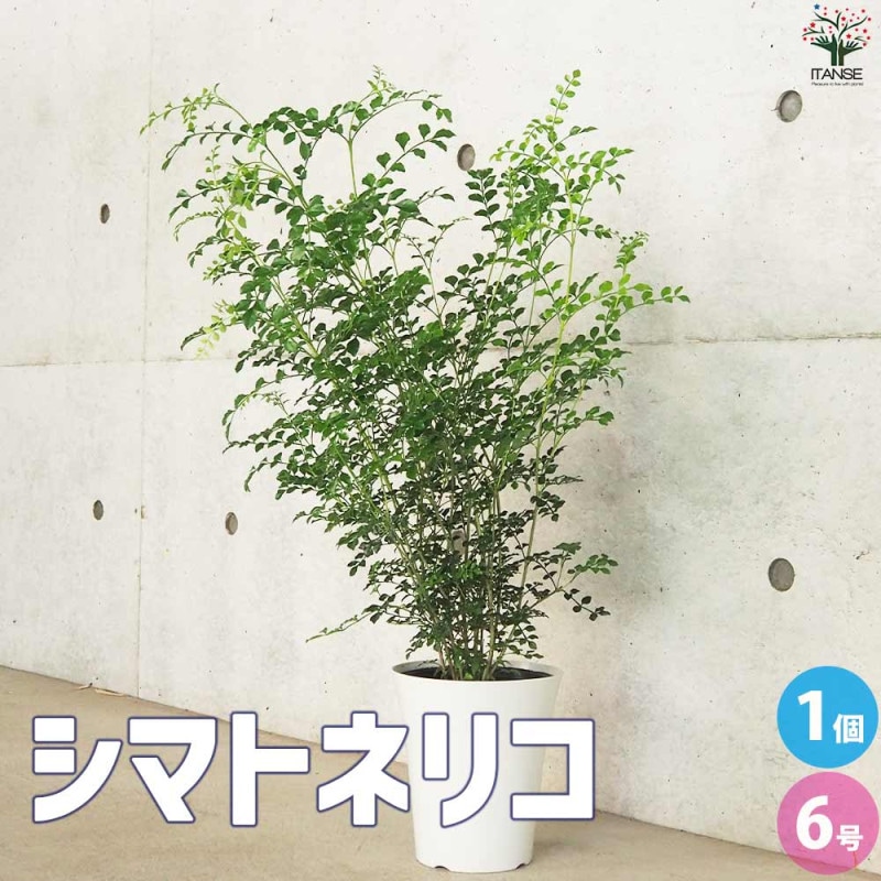 オリーブの苗木 品種：シプレッシーノ【果樹の苗木 8号ポット (幹が