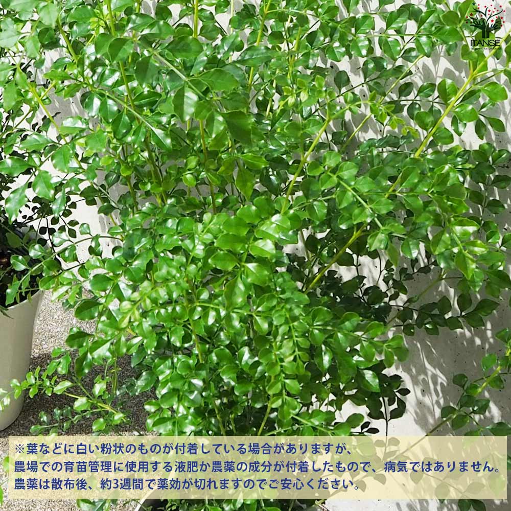 シマトネリコ【観葉植物 6号鉢／お買い得2個セット】｜ 【植物の