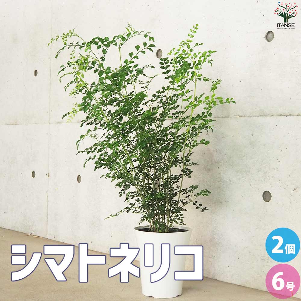 シマトネリコ【観葉植物 6号鉢／お買い得2個セット】