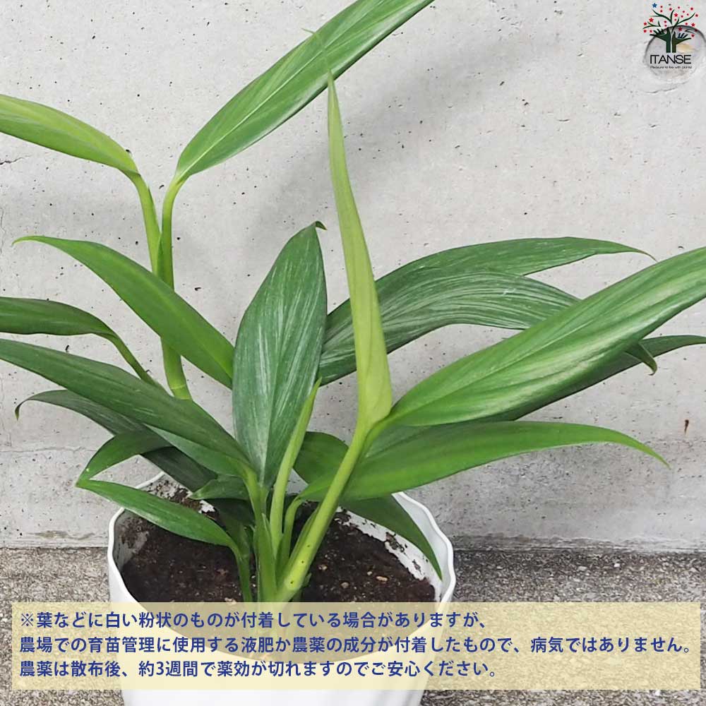 追加商品画像