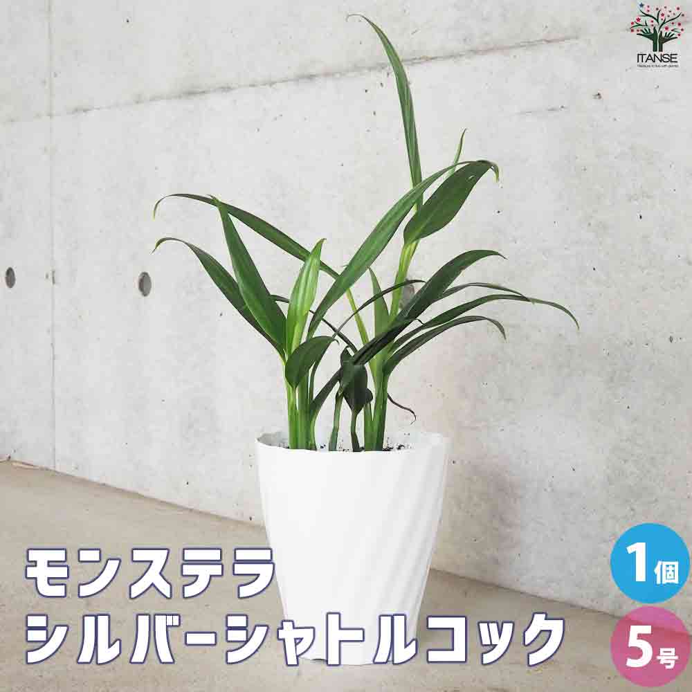 モンステラ シルバーシャトルコック【観葉植物 5号鉢／1個売り】