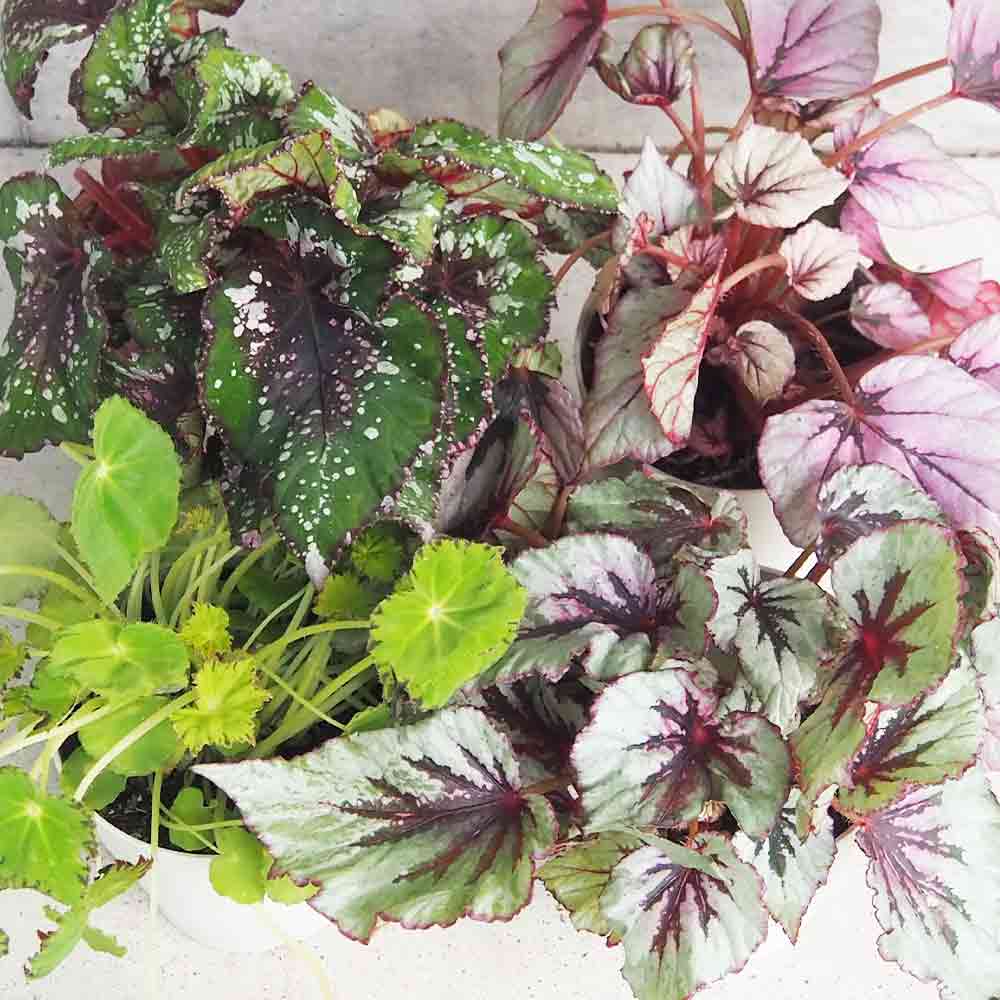 レックスベゴニア 品種見計い【観葉植物 3～4号鉢】