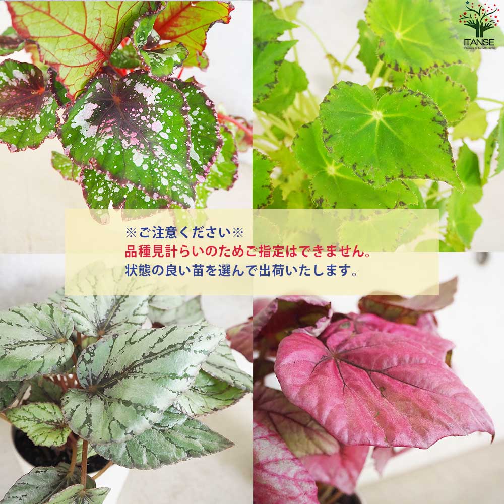 レックス ベゴニア 品種見計い【観葉植物 4号鉢／お買い得6個セット