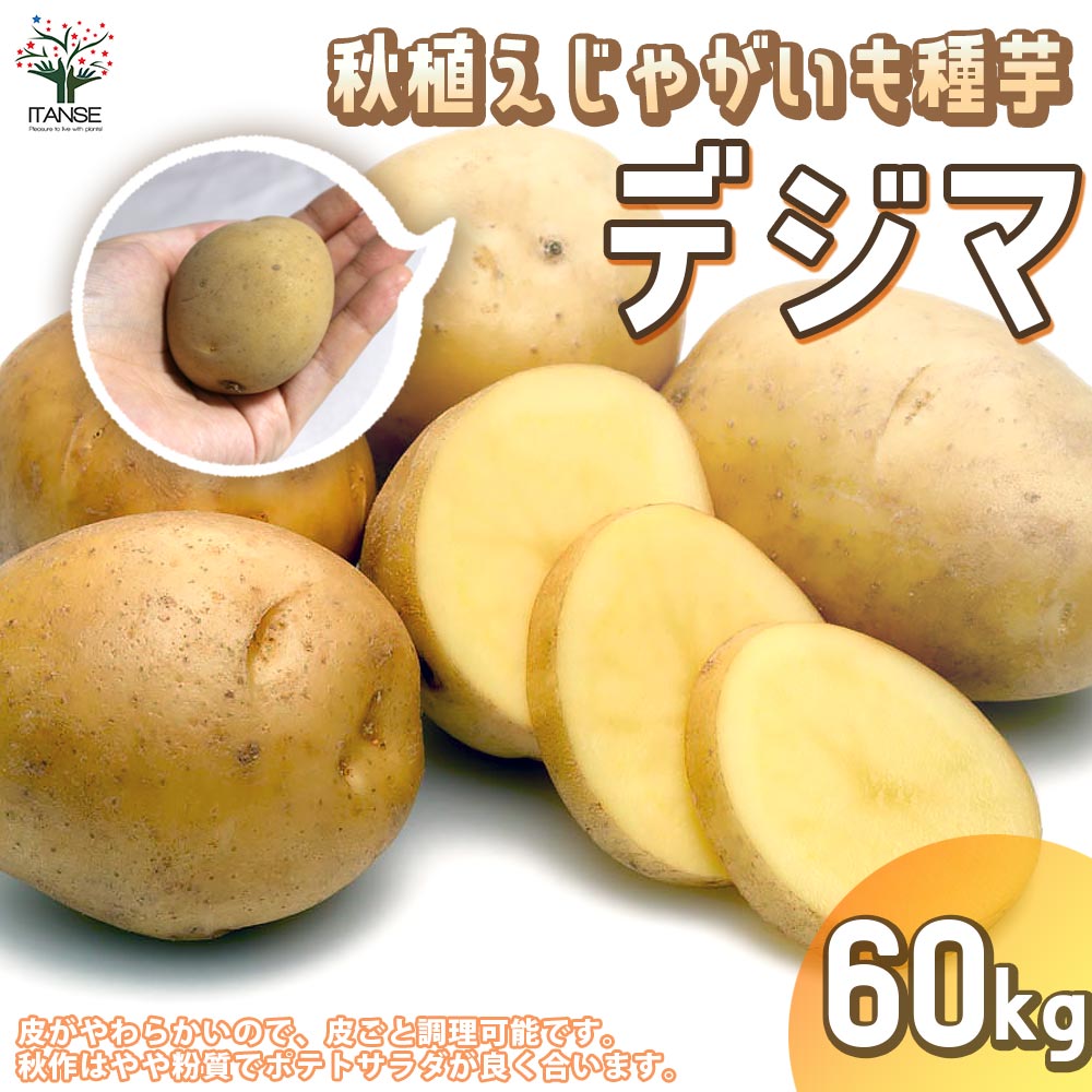 秋植えじゃがいもの種芋 品種：デジマ 60kg(充填時)【野菜の苗 ／1個売り】