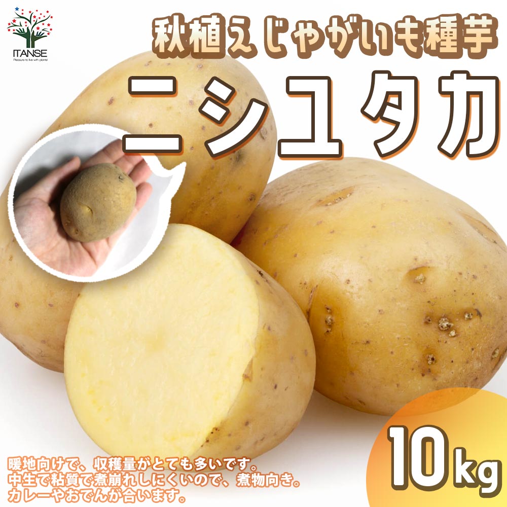 秋植えじゃがいもの種芋 品種：ニシユタカ 10kg(充填時)【野菜の苗 ／1個売り】