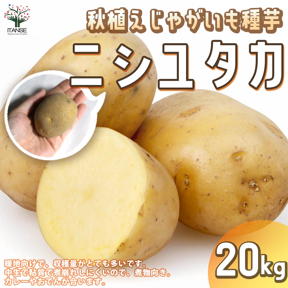 秋植えじゃがいもの種芋 品種：ニシユタカ 20kg(充填時)【野菜の苗 ／1個売り】