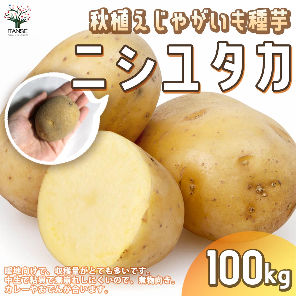 秋植えじゃがいもの種芋 品種：ニシユタカ 100kg(充填時)【野菜の苗 ／1個売り】