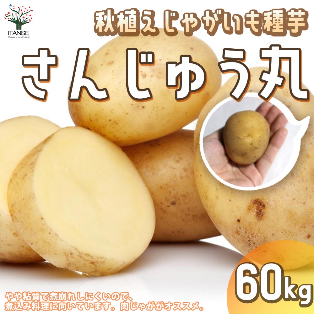 秋植えじゃがいもの種芋 品種：さんじゅう丸 60kg(充填時)【野菜の苗 ／1個売り】