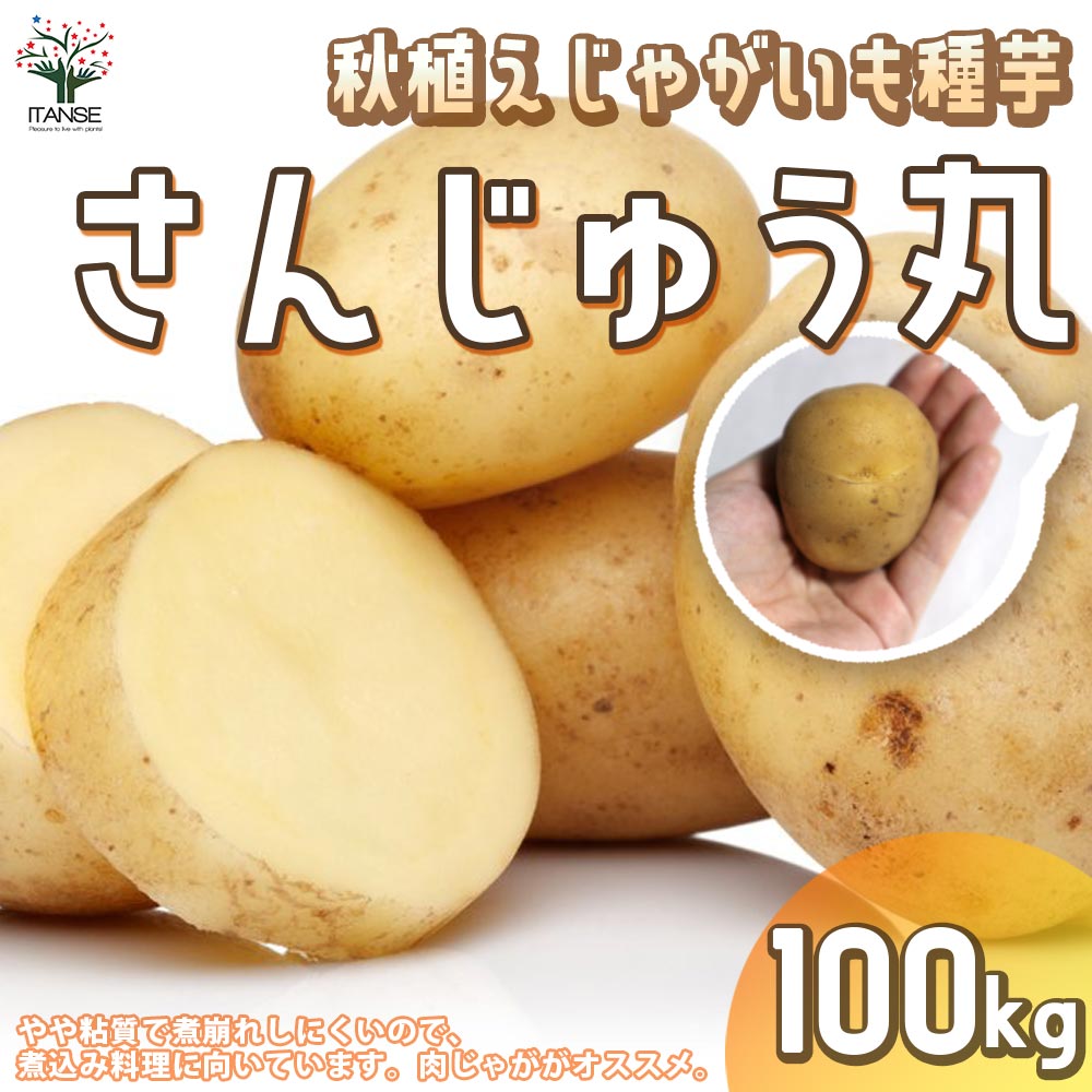 秋植えじゃがいもの種芋 品種：さんじゅう丸 100kg(充填時)【野菜の苗 ／1個売り】