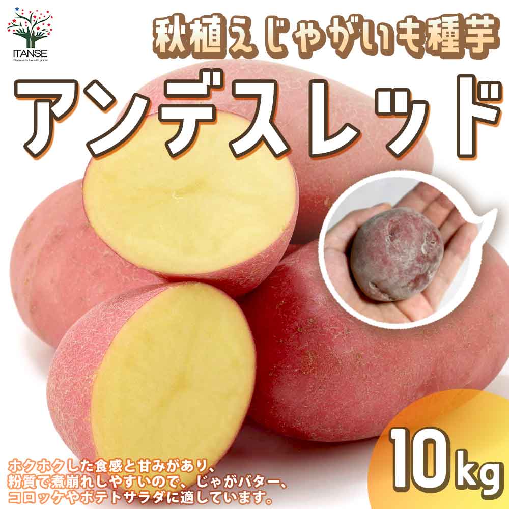 秋植えじゃがいもの種芋 品種：アンデスレッド 10kg(充填時)【野菜の苗 ／1個売り】