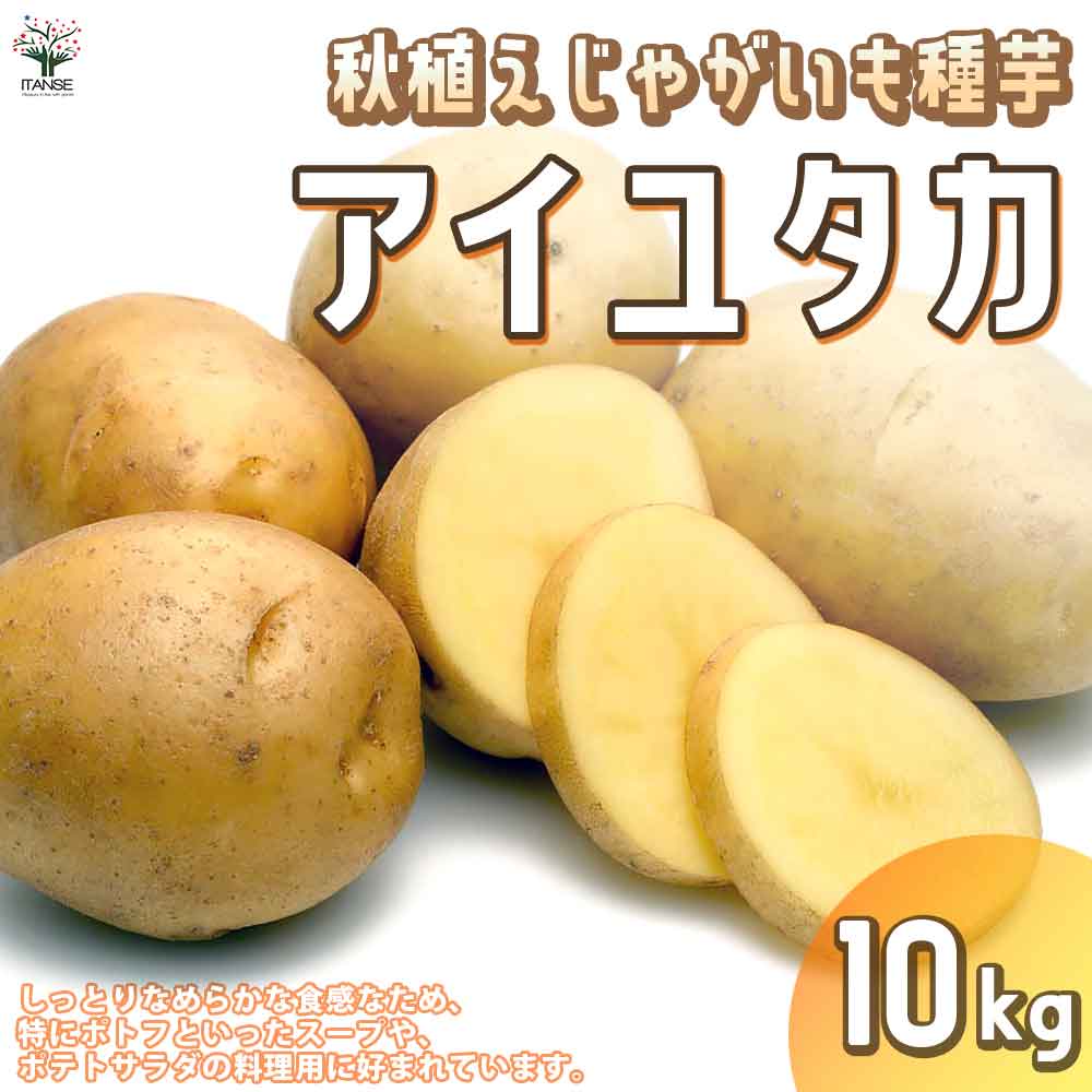 秋植えじゃがいもの種芋 品種：アイユタカ 10kg(充填時)【野菜の苗 ／1個売り】