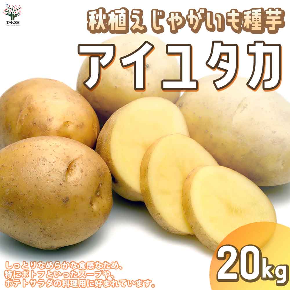 秋植えじゃがいもの種芋 品種：アイユタカ 20kg(充填時)【野菜の苗 ／1個売り】