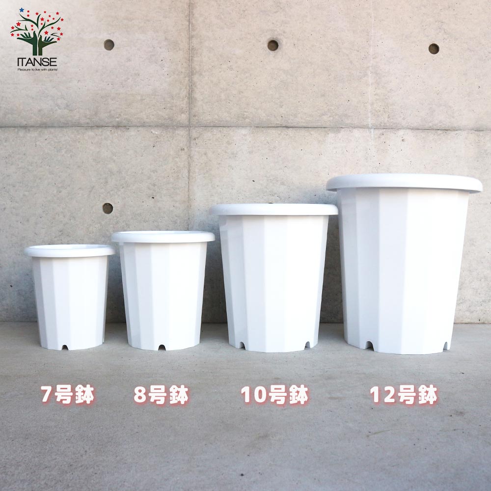 長鉢【資材 12号】｜ 【植物のITANSE】全品送料無料・即出荷!