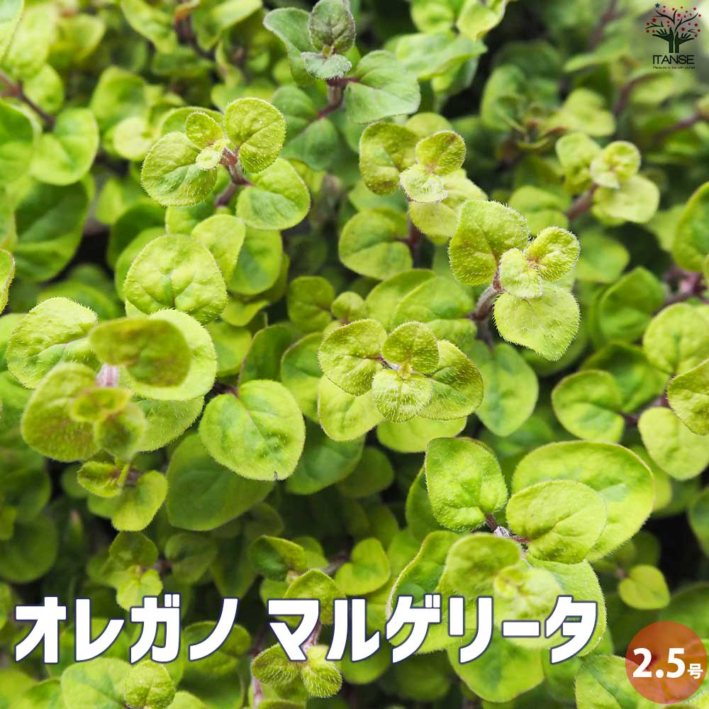 オレガノ マルゲリータ 【花苗 2.5号ポット】｜ 【植物のITANSE