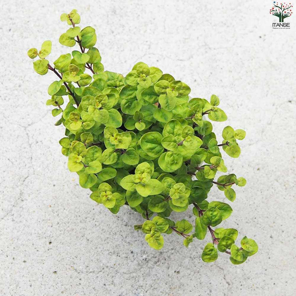 オレガノ マルゲリータ 【花苗 2.5号ポット】｜ 【植物のITANSE