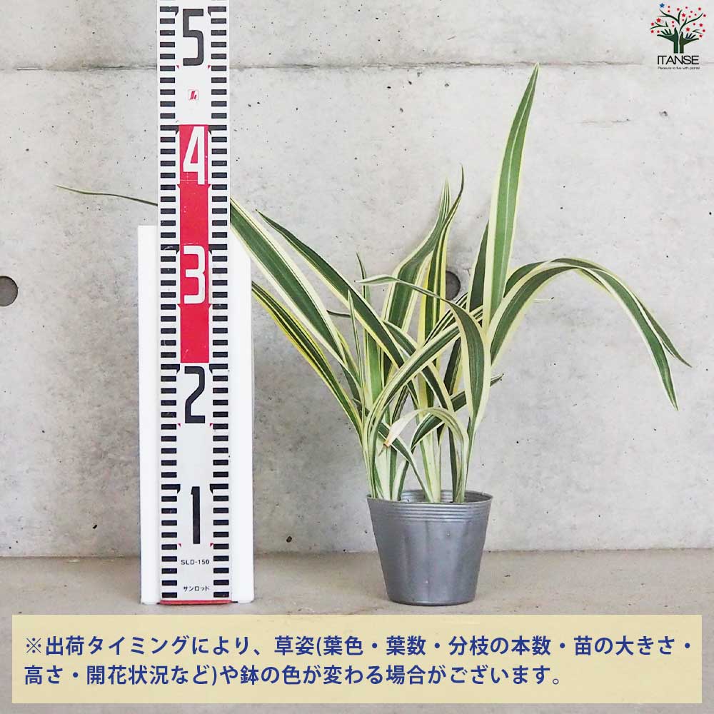 完売　希少大株【斑入りキキョウラン＊ディアネラ＊桔梗蘭】肉厚でお見事なストライプ 完売 希少大株【斑入りキキョウラン＊ディアネラ＊桔梗蘭】肉厚でお