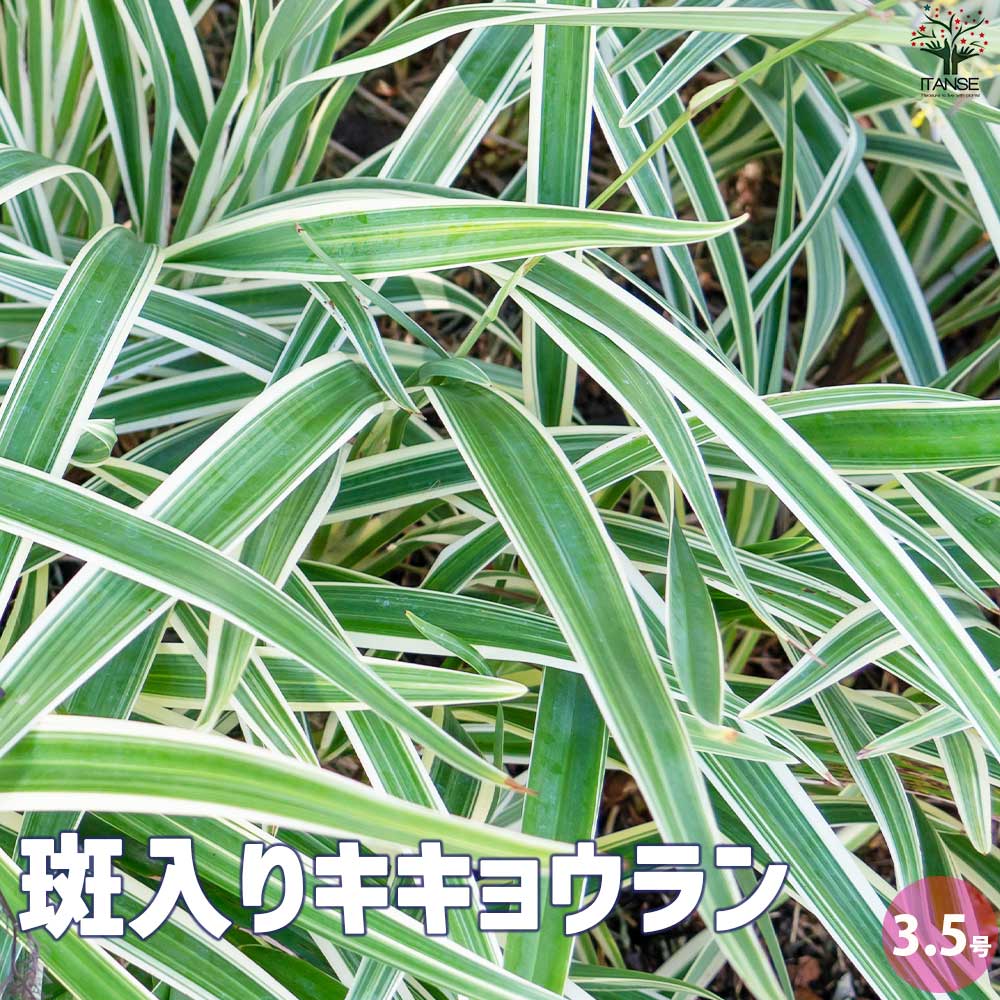 完売　希少大株【斑入りキキョウラン＊ディアネラ＊桔梗蘭】肉厚でお見事なストライプ 完売 希少大株【斑入りキキョウラン＊ディアネラ＊桔梗蘭】肉厚でお