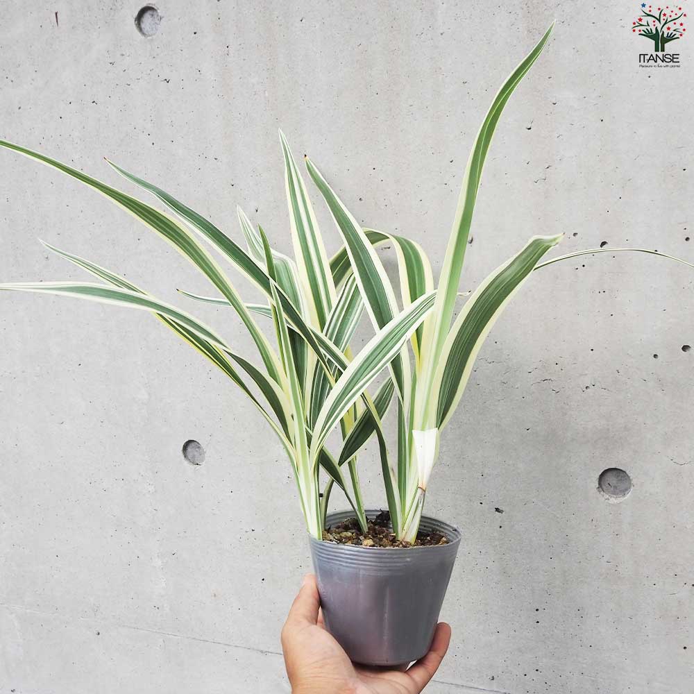 キキョウラン 斑入り 【花苗 3.5号鉢】| 【植物のITANSE キキョウラン 斑入り 【花苗 3.5号鉢】| 【植物のITANSE