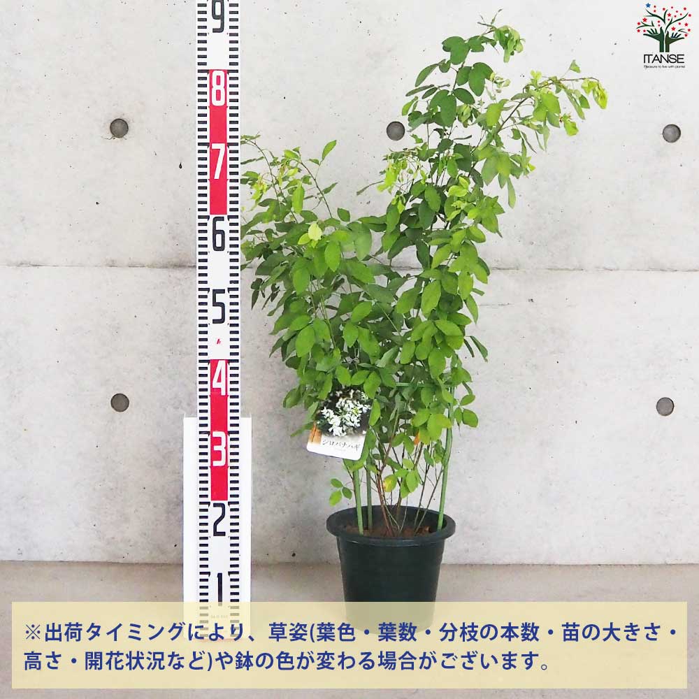 萩 白花萩(シロバナハギ) 【花苗 6号鉢】｜ 【植物のITANSE