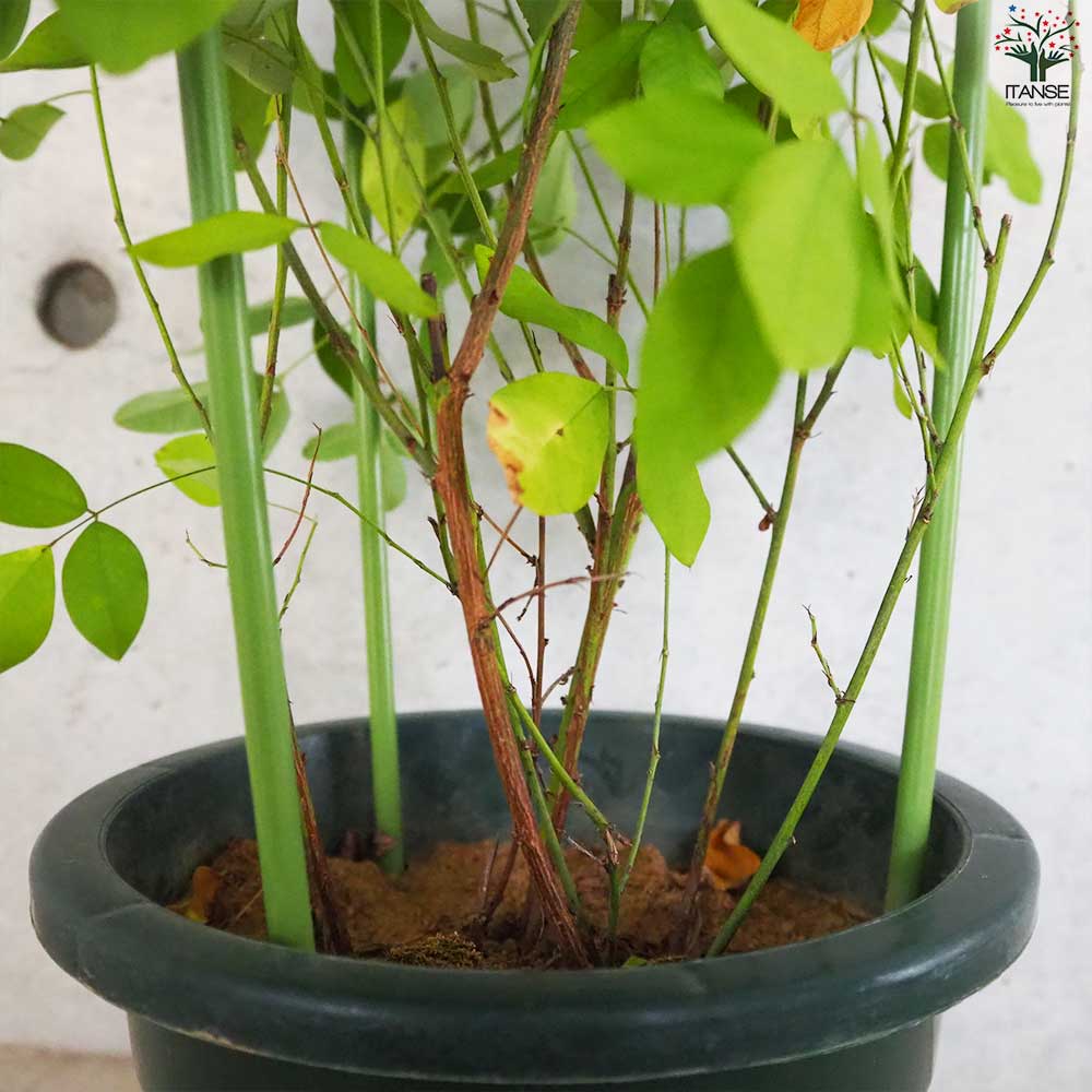 萩 白花萩(シロバナハギ) 【花苗 6号鉢】｜ 【植物のITANSE
