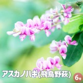 萩  飛鳥野萩 【花苗 6号鉢】|植木・花木