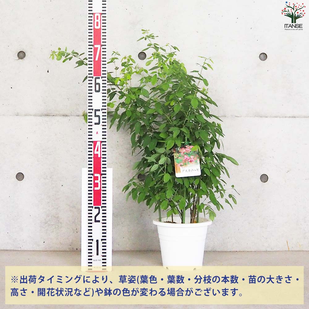 萩 飛鳥野萩(アスカノハギ) 【花苗 6号鉢】｜ 【植物のITANSE