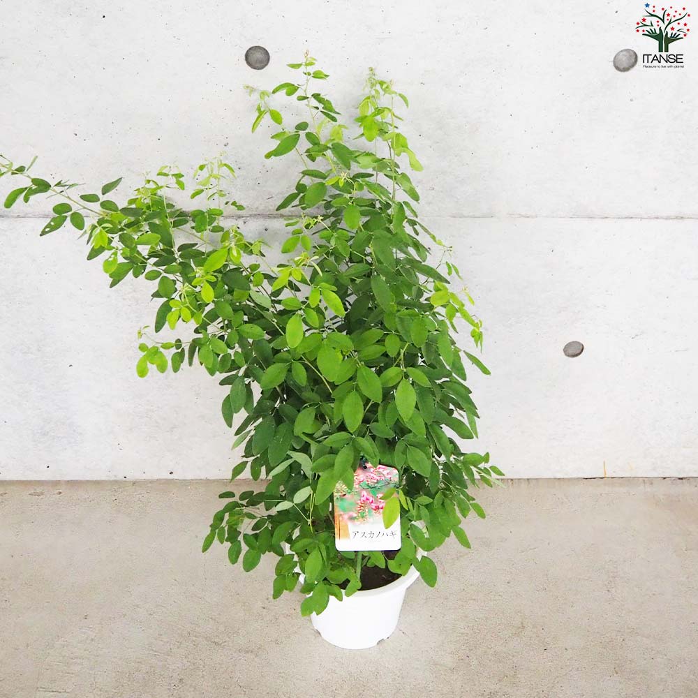 萩 飛鳥野萩(アスカノハギ) 【花苗 6号鉢】｜ 【植物のITANSE