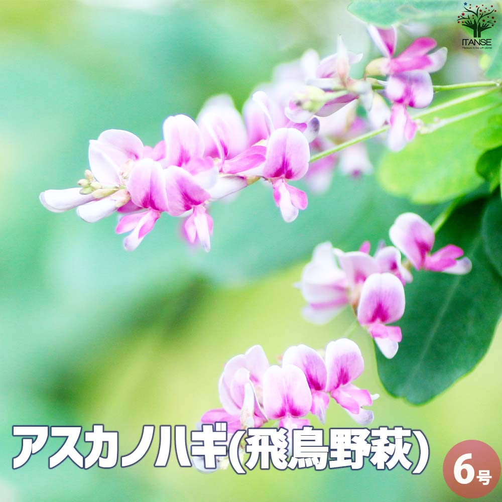 花入18】萩3 白萩 小松健 高さ20.5㎝ 花入18】萩3 白萩 小松健 高さ