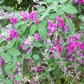萩  宮城野萩(ミヤギノハギ) 【花苗 6号鉢】|植木・花木