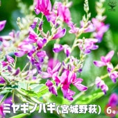 萩  宮城野萩 【花苗 6号鉢】|植木・花木