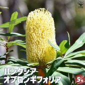 バンクシア オブロンギフォリア 【花苗 5号鉢】|植木・花木
