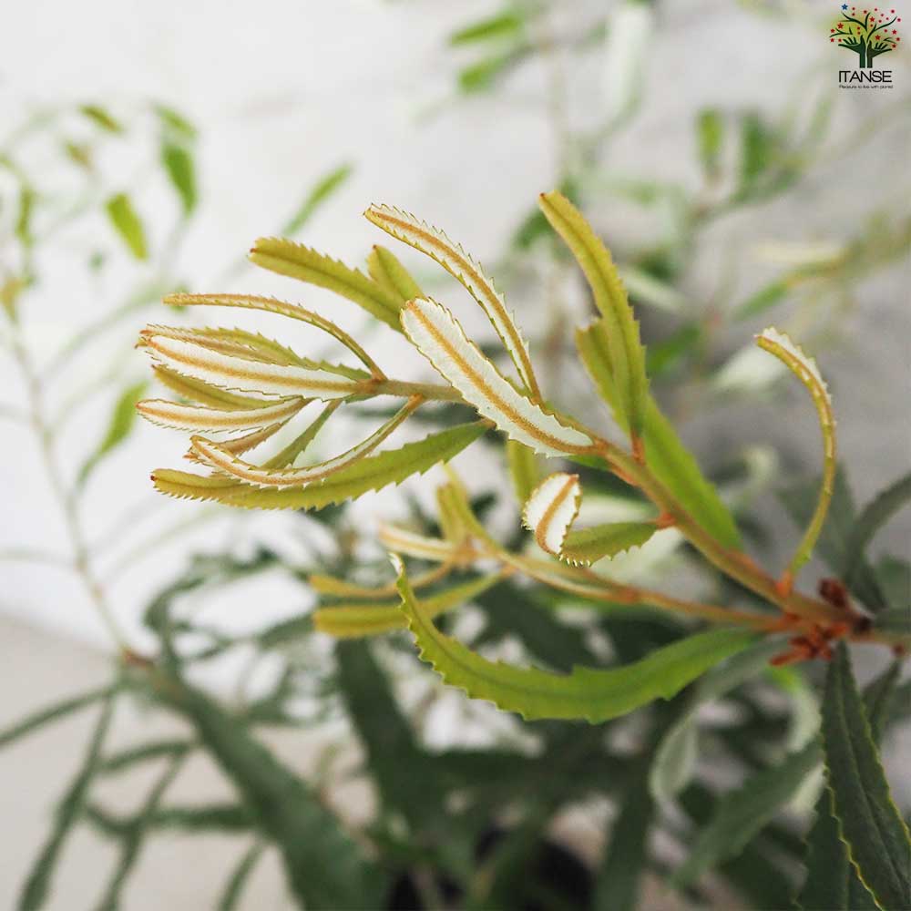 バンクシア オブロンギフォリア 【花苗 5号鉢】| 【植物のITANSE】全品送料無料・即出荷!