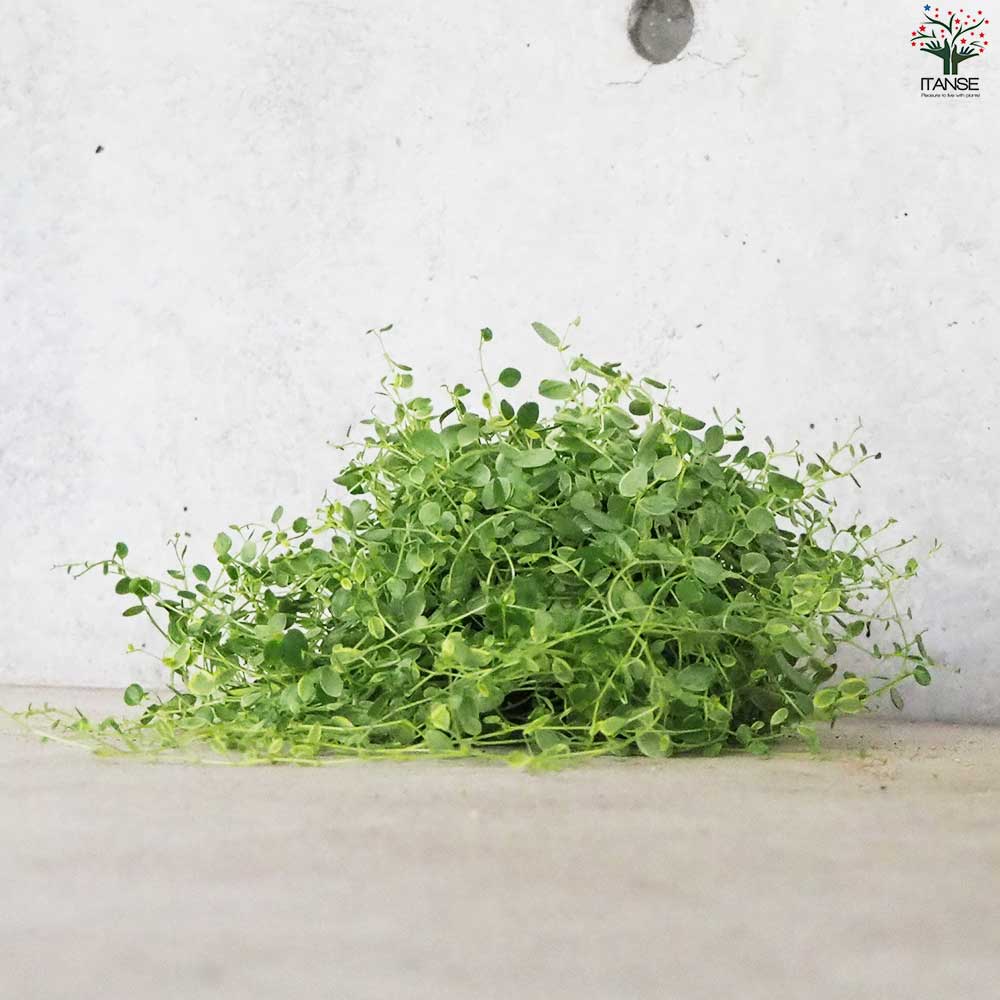 ペペロミア 美依子 【観葉植物 3号ポット】｜ 【植物のITANSE